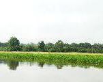 Foto: Cilts sievietes un saldūdens delfīnu meklējumi Borneo